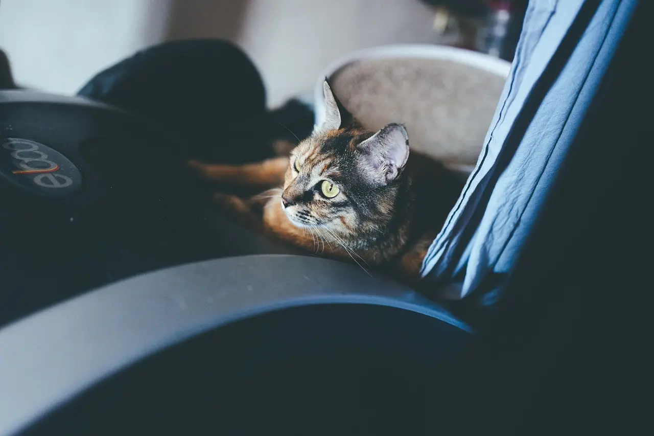 Hvor lang er garantiperioden på et løbebånd?